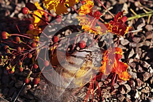 Blend of earth and air symbols in feather and flowers