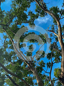 A blend of sky and beautiful trees