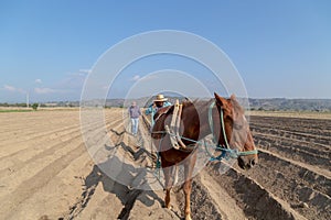 Blending the Old and the Modern: Farmer Plowing the Field with a Horse While Making a Call on His Smartphone