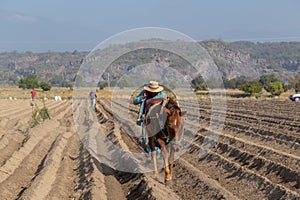 Blending the Old and the Modern: Farmer Plowing the Field with a Horse While Making a Call on His Smartphone