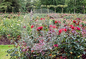 Blenheim Palace England Rose Garden