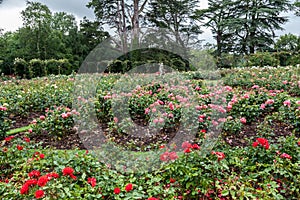 Blenheim Palace England Rose Garden