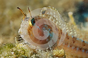 Blenny 2 photo