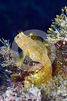 Blenny