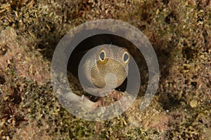 Blenny (Alloblennius pictus)