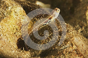 Blenny (Alloblennius pictus)