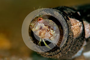 Blenny in a Bottle