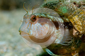 Blenny in a Bottle 2