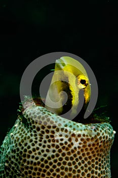 Blenny in bottle photo