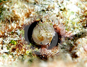 Blenny Cook Islands