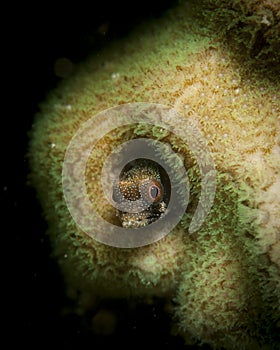 Blenny in coral