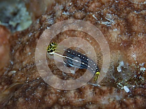 Blenny Ecsenius pictus