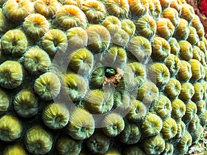 Blenny Fish In Corals - Barrier Reef, Cozumel, Mexico