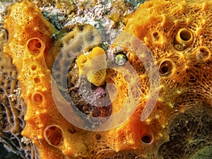 Blenny Hide and Seek in Orange Sponge