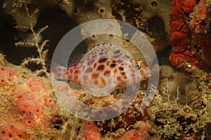 Blenny, Kapalai Island, Sabah