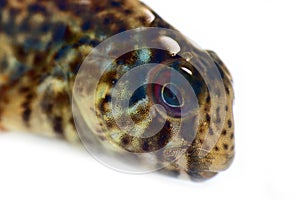 blenny (Parablennius sanguinolentus), Black Sea