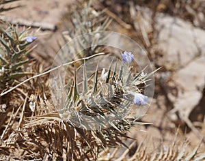 Blepharis ciliaris blossom