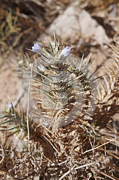 Blepharis ciliaris blossom