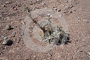 Blepharis ciliaris, desert plant