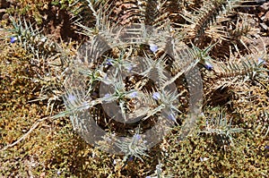 Blepharis ciliaris flowers