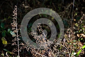 Blepharoneuron tricholepis , dried Pine Dropseed grass photo