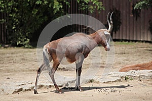 Blesbock (Damaliscus pygargus phillipsi).