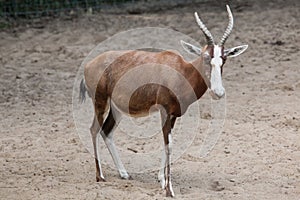 Blesbock Damaliscus pygargus phillipsi.