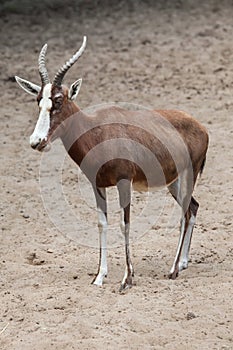 Blesbock Damaliscus pygargus phillipsi.