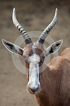 Blesbock Damaliscus pygargus phillipsi.