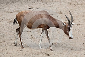 Blesbock Damaliscus pygargus phillipsi.