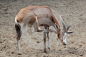 Blesbock Damaliscus pygargus phillipsi.