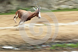 Blesbok