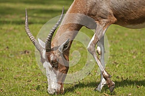 Blesbok