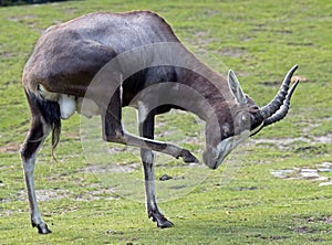 Blesbok 3