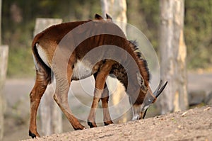 Blesbok