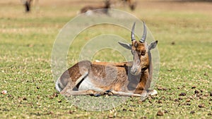 Blesbok