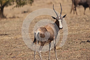 Blesbok