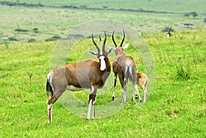 Blesbok