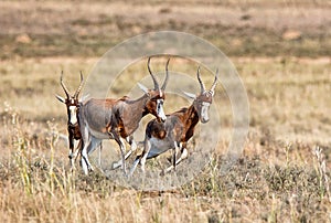 Blesbok antelope