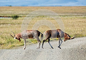 Blesbok Antelope