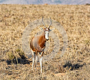 Blesbok Antelope