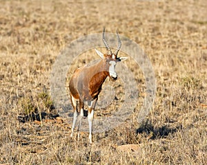 Blesbok Antelope