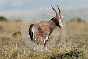 Blesbok antelope