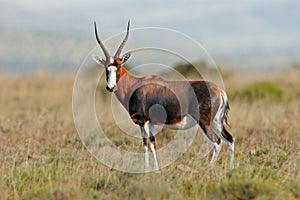 Blesbok antelope