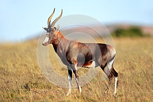 Blesbok antelope