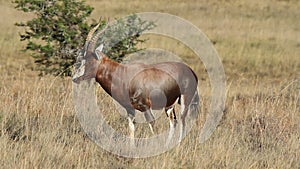 Blesbok antelope