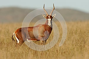 Blesbok antelope