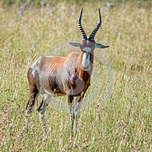 Blesbok Antelope