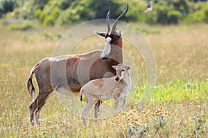 Blesbok Antelope and Calf