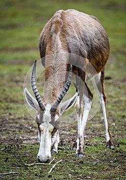 A blesbok antelope Damaliscus pygargus standing in grass